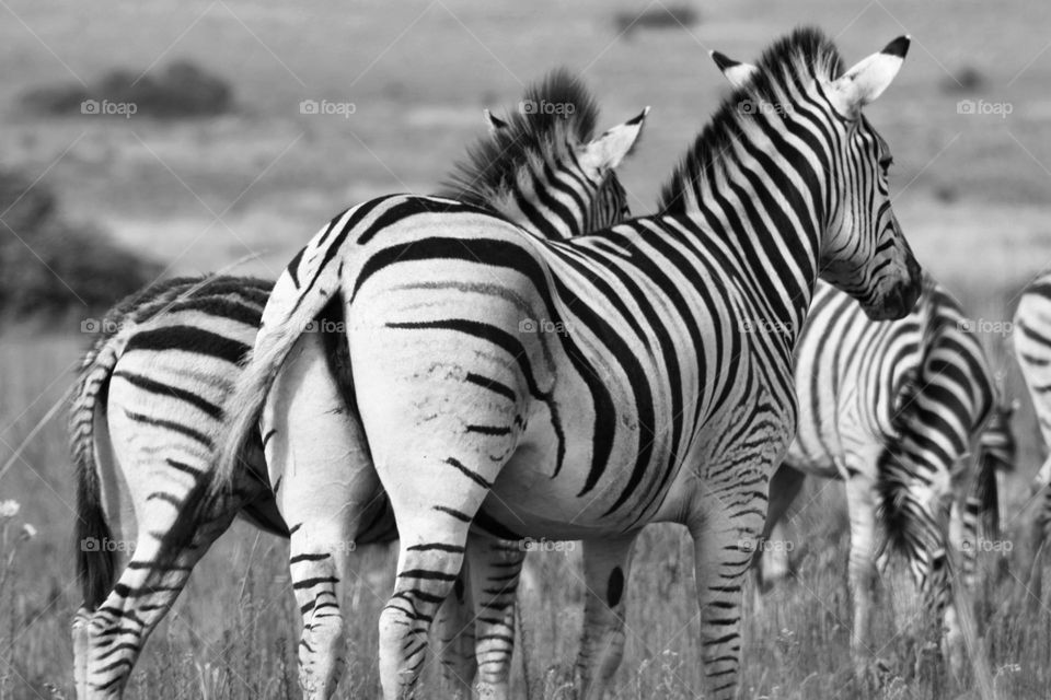 Zebras grazing on the plains. beautiful animal