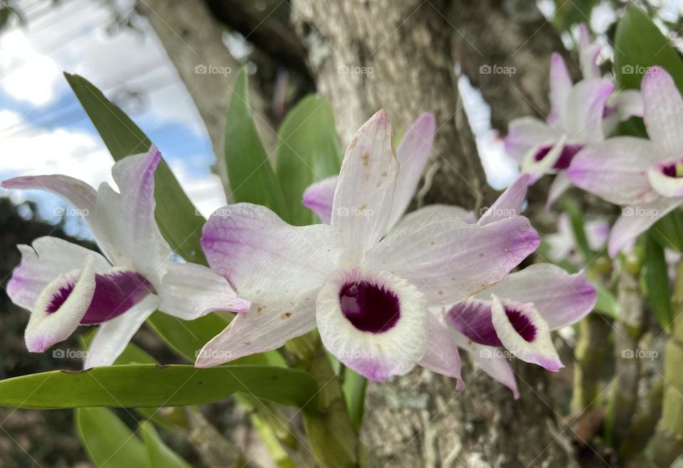 🌹 🇺🇸 Very beautiful flowers to brighten our day.  Live nature and its beauty. Did you like the delicate petals? / 🇧🇷 Flores muito bonitas para alegrar nosso dia. Viva a natureza e sua beleza. Gostaram das pétalas delicadas? 
