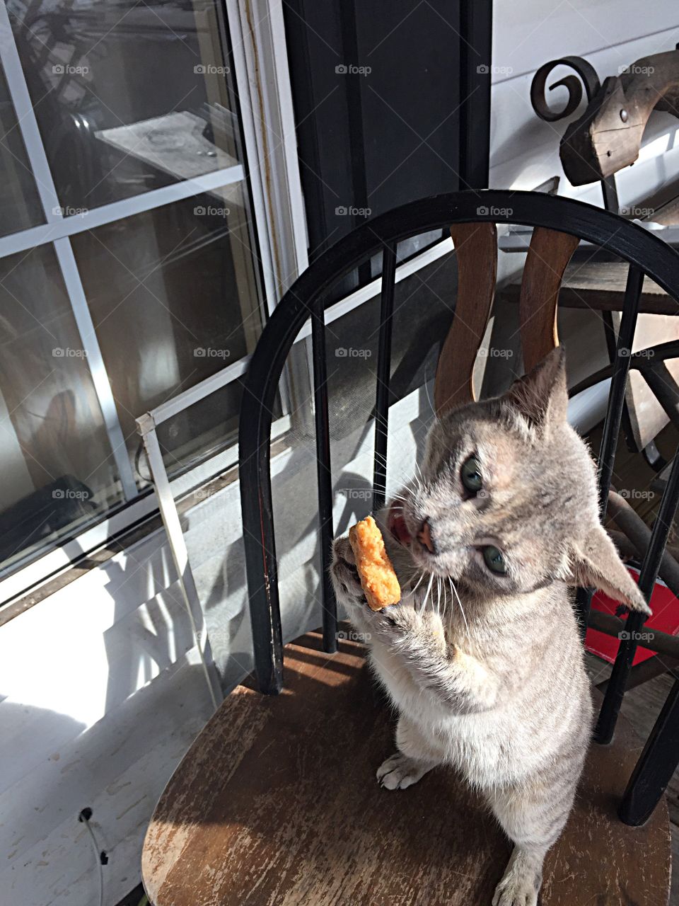 Cat eating the Chicken nugget he got with his hands