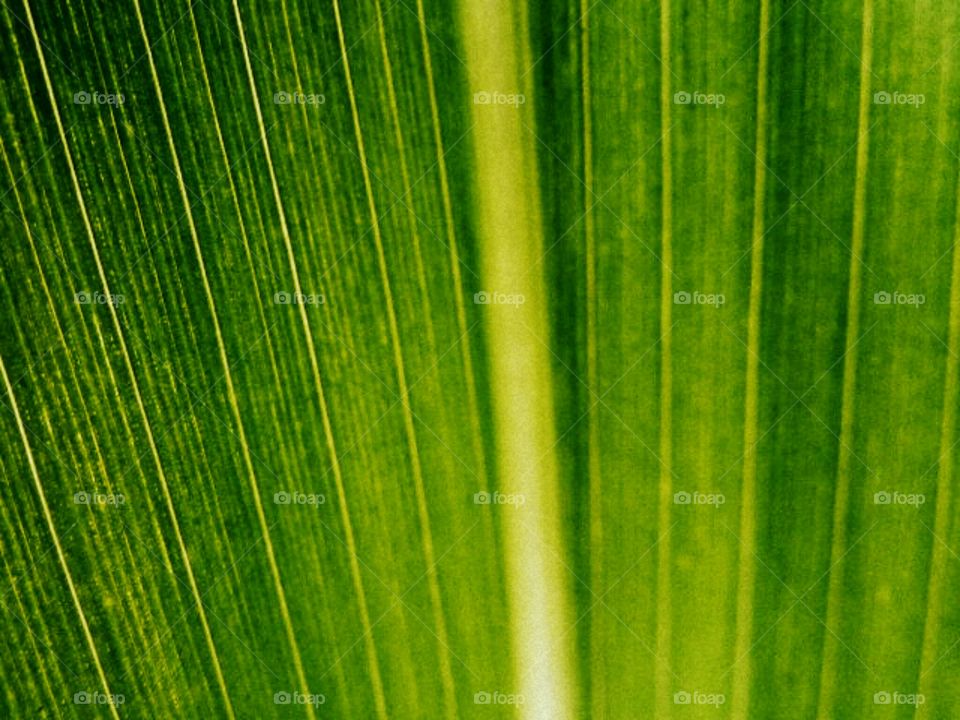 leafy greens. a beautiful colorful leaf from Corn.