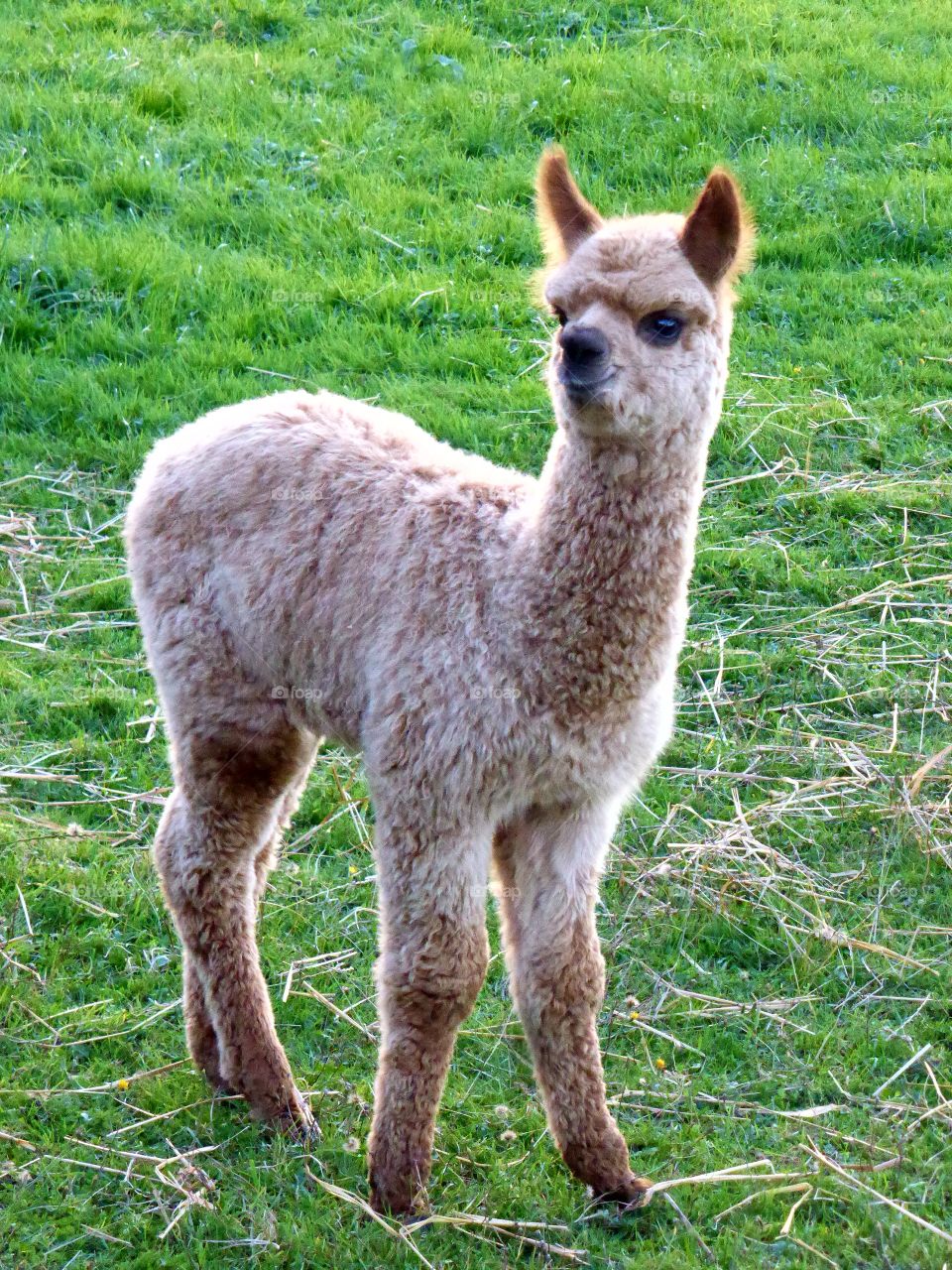 alpaca