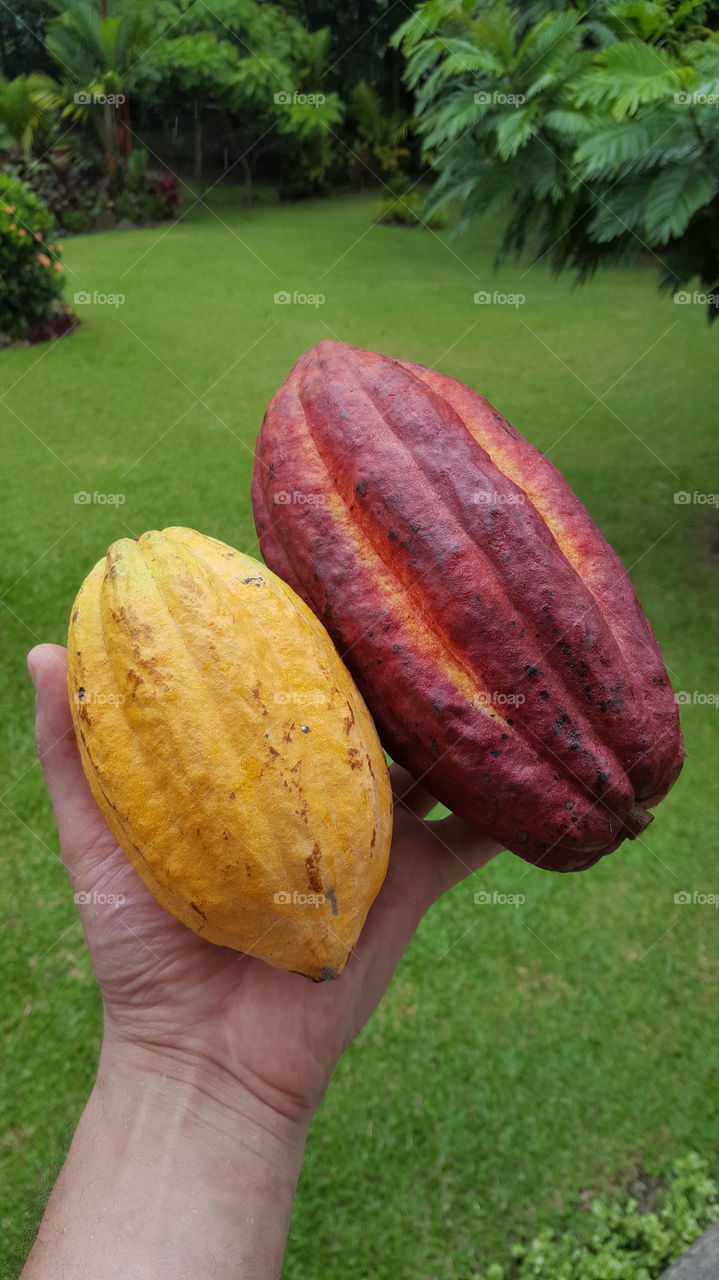 Red and yellow Cocoa beans
