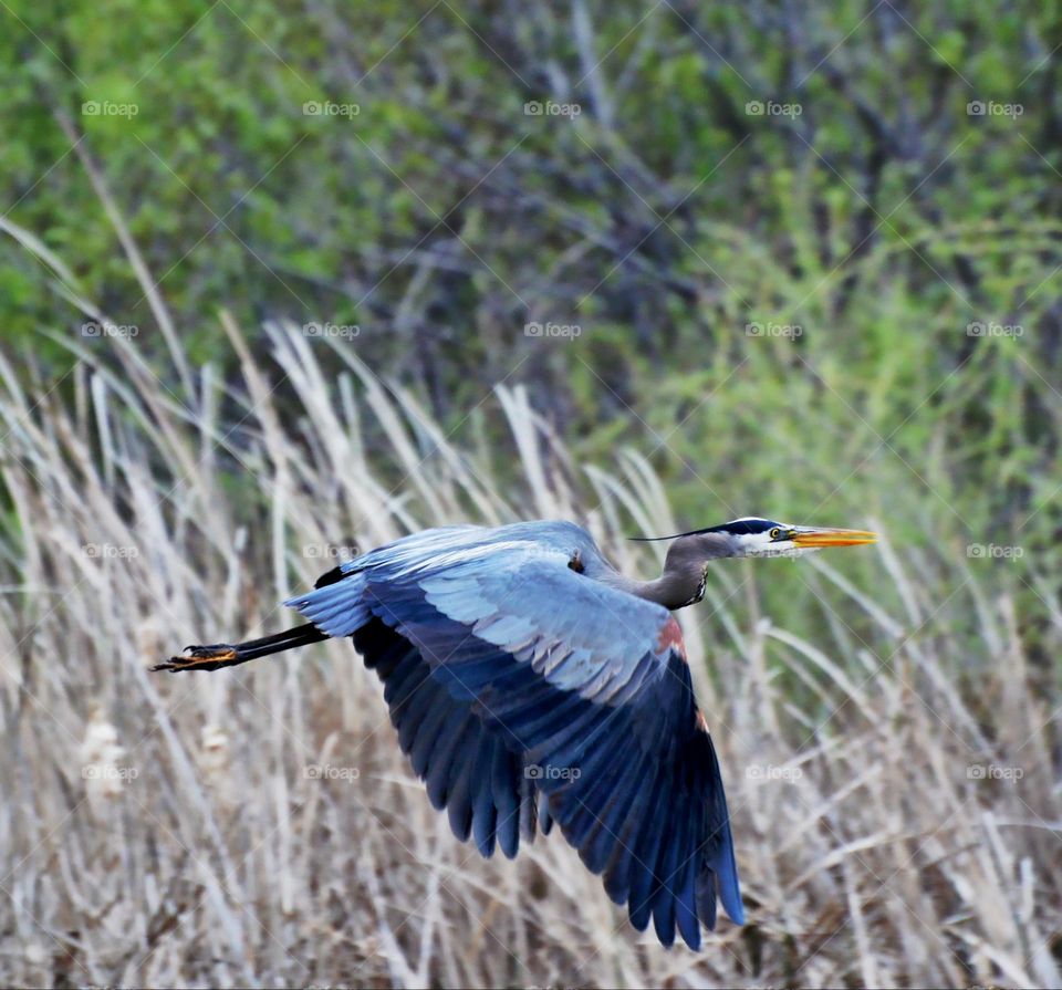 A great blue Heron flying away in the city of Roseville