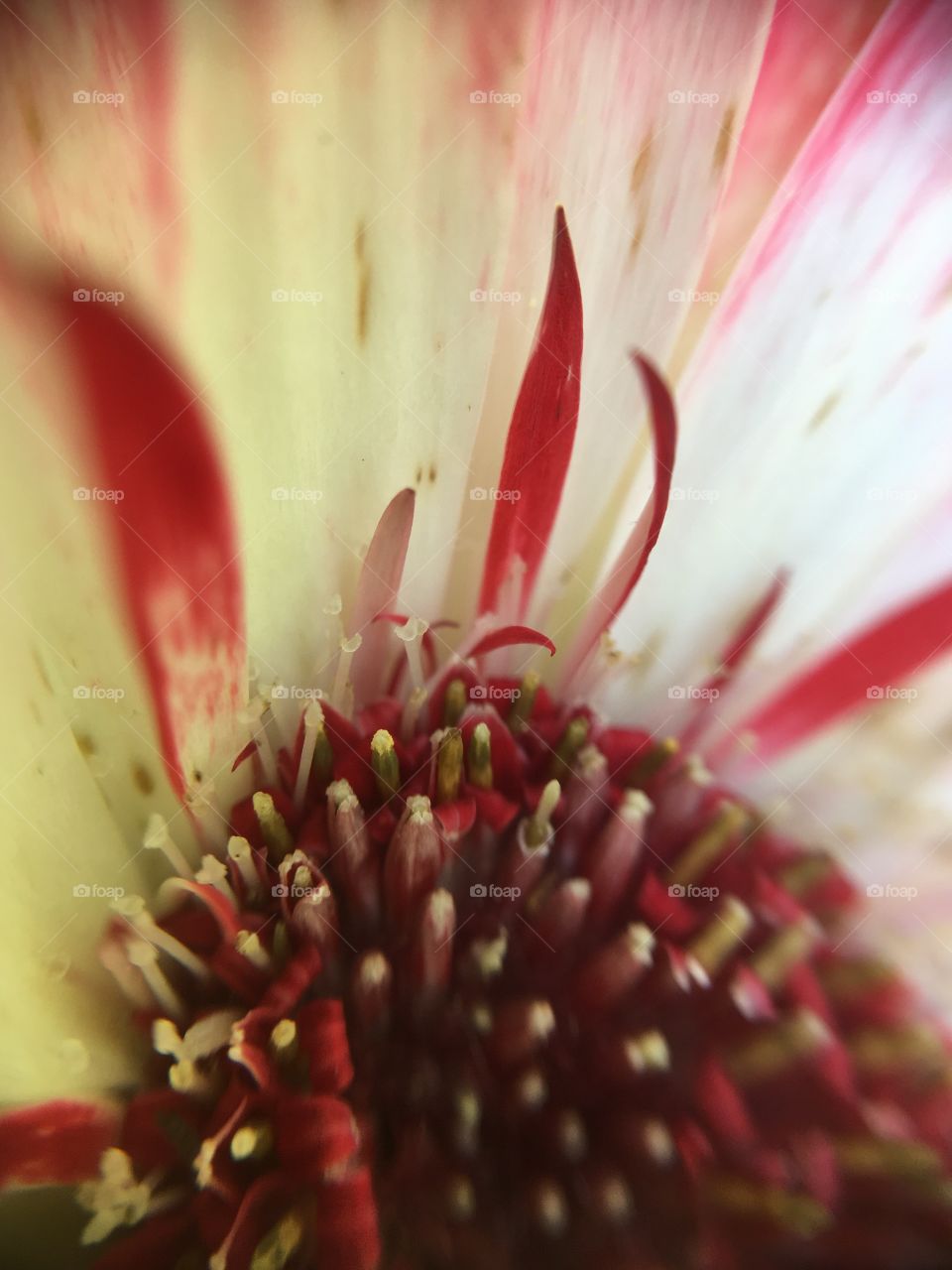 Gerbera red and white 