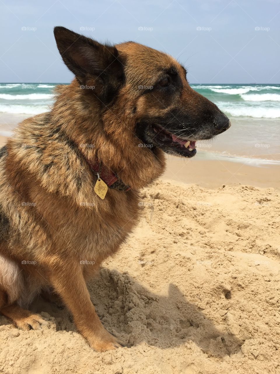 Dog and sea