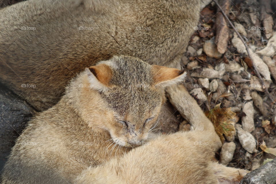 This is a lynx at the zoo Belgrade.