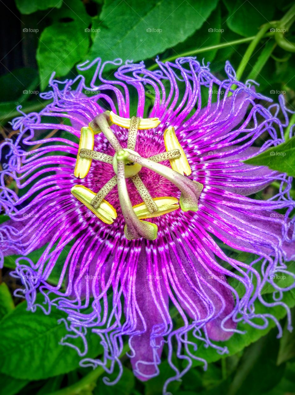 Close-up of passion flower