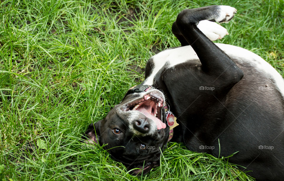 Funny happy dog rolling in grass with legs up in air and arched broad chest conceptual summer fun laughing dog photography portrait 