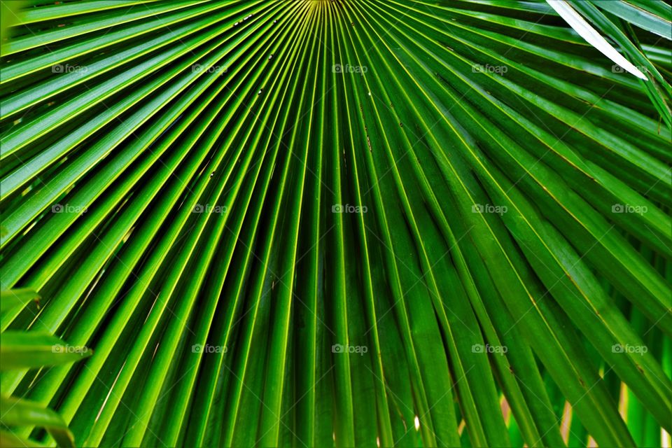 Green natural fan / Leque verde natural