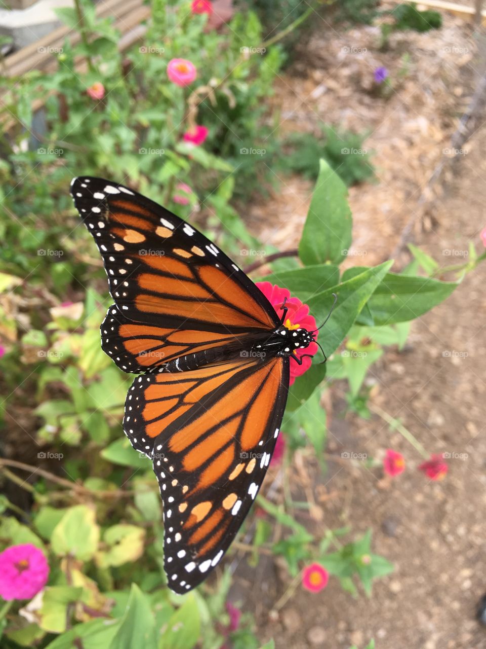 A gorgeous monarch butterfly happily feeds on a brilliant flower. 