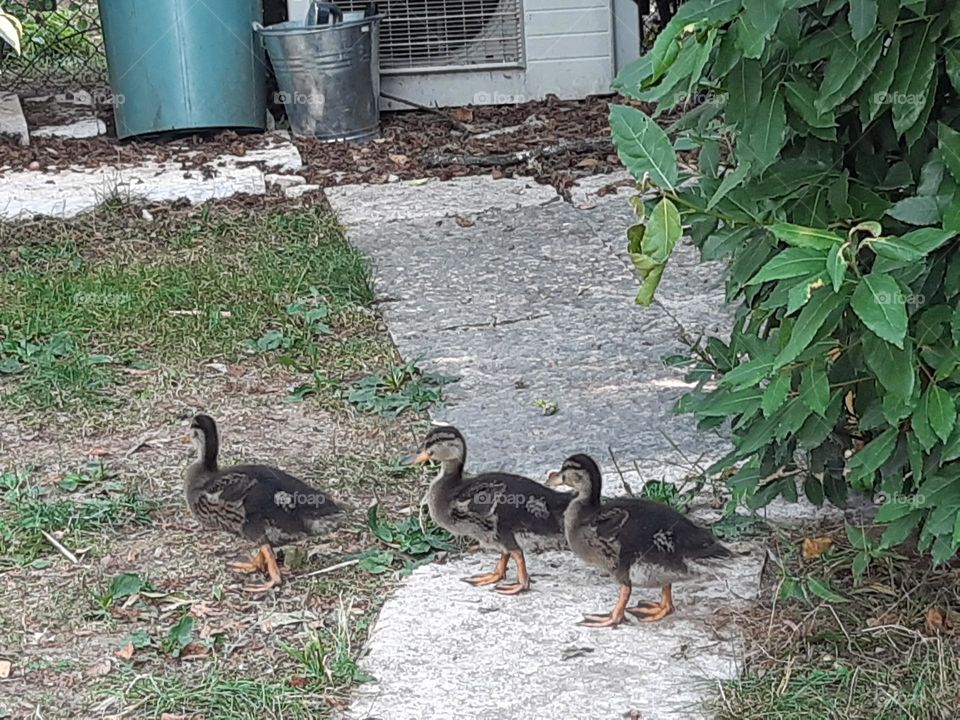 my pretty ducks walking in the garden