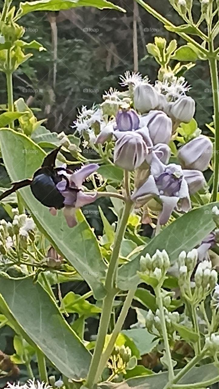 spring blooms theft started daily by bee of all kinds, small or large.