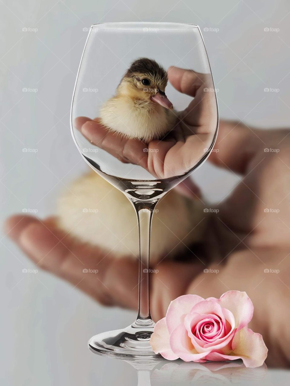 a toast to animals