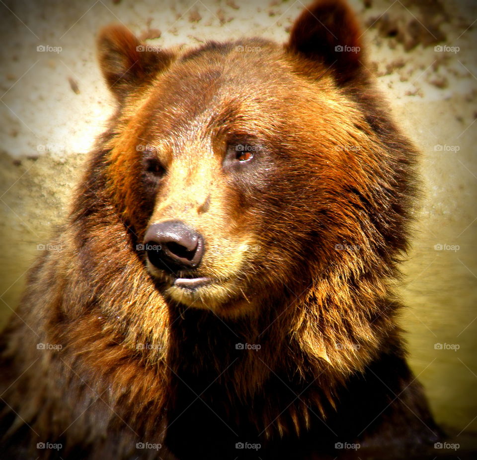 Brown Bear