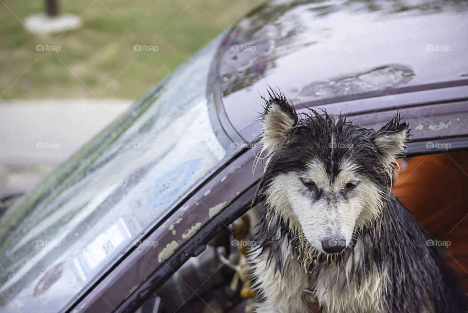 dog in car play water in Songkran festival or Thai new year in Thailand.