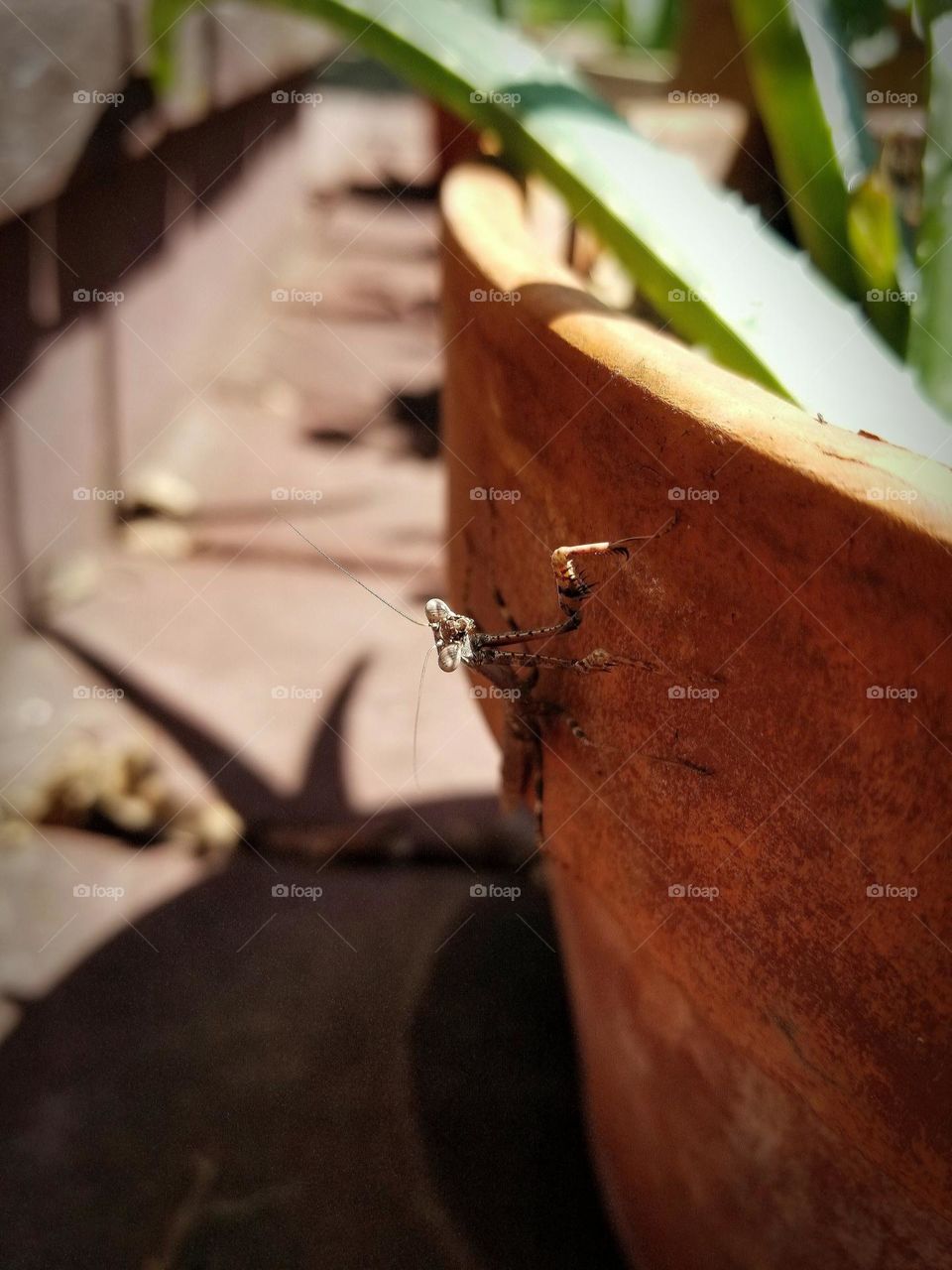 Praying Mantis on the side of a terra cotta Pot with an Aloe Vera Plant shadow that mimics the antenna on the insects head 📺😁