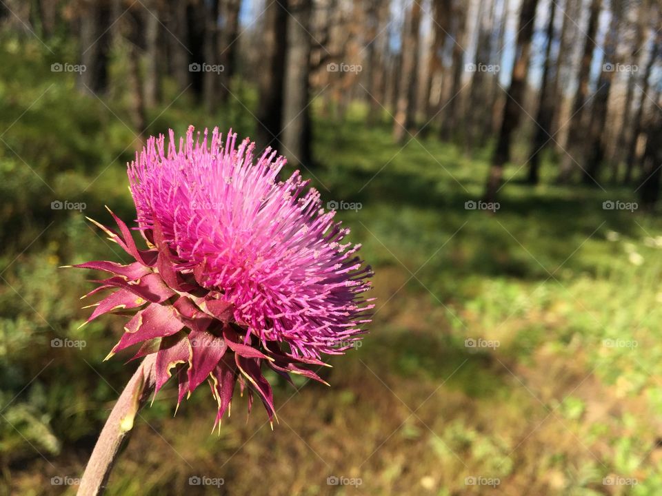 Thistle Blossom. A thistle plant in full bloom