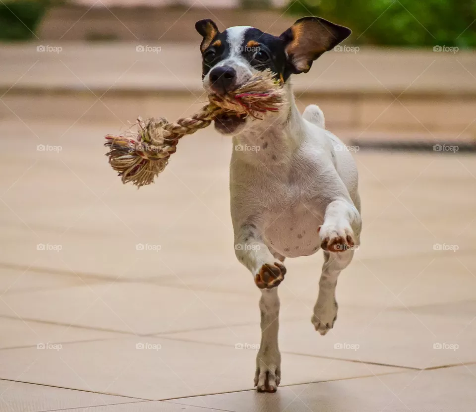 pet