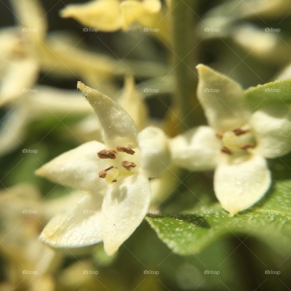 Closeup of bud