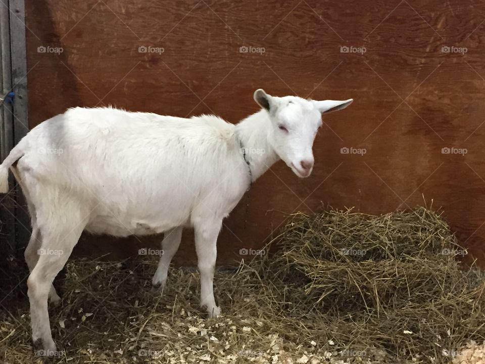 White goat 
