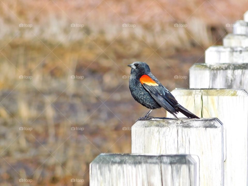 Red Winged Blackbird 