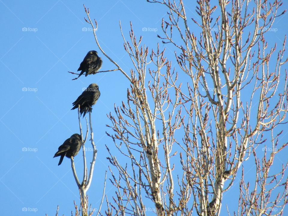 birds on tree branches against blue sky