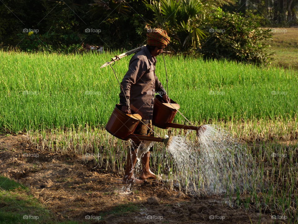 Watering the crops in Cambodia 