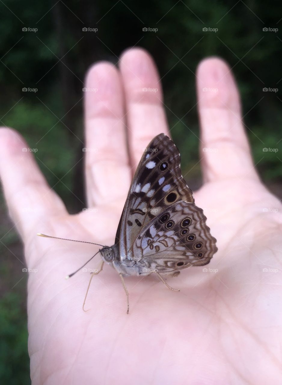 Hackberry emperor butterfly on human hand