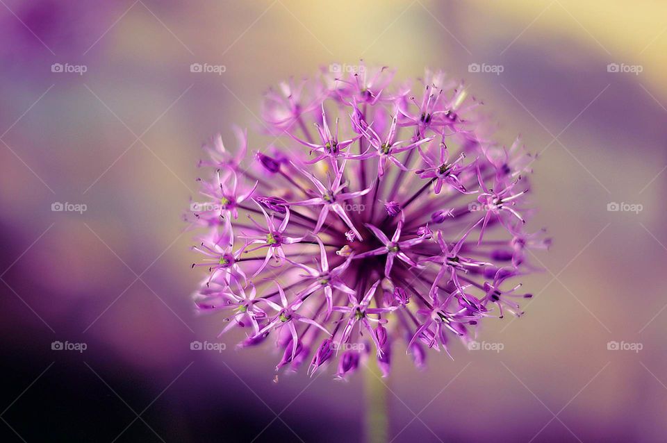 Flower in the garden.