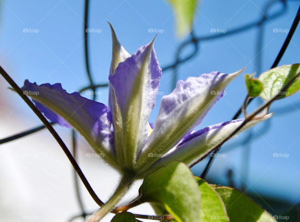 Opening Soft Lilac Colored Clematis Bloom