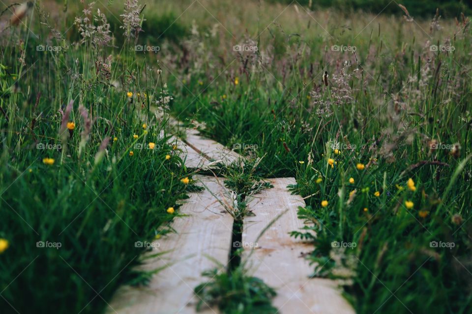 View of footpath in grassy field