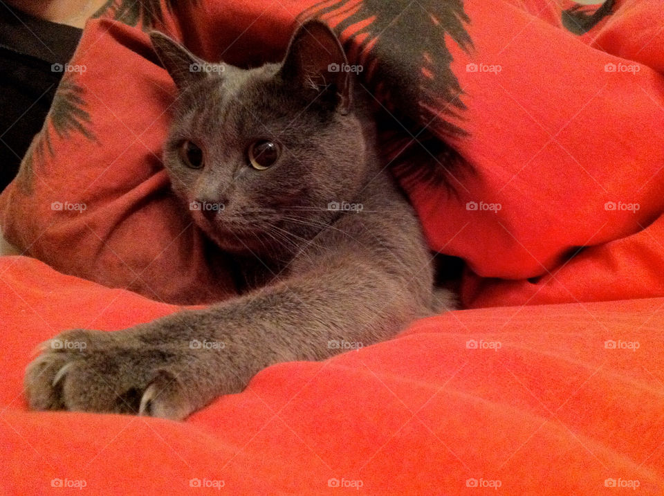 groß gerau cat kitten katze by jessyblue