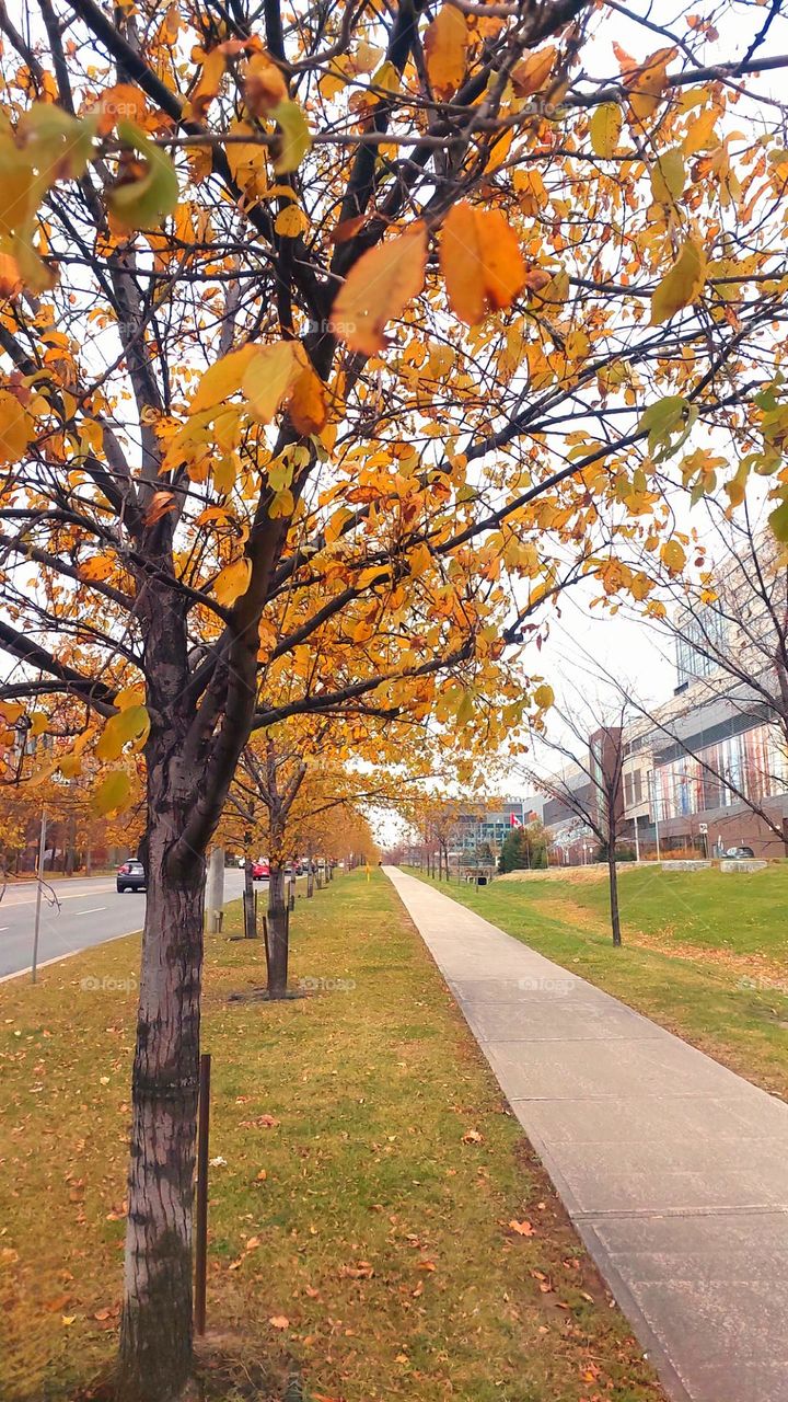 colors of autumn