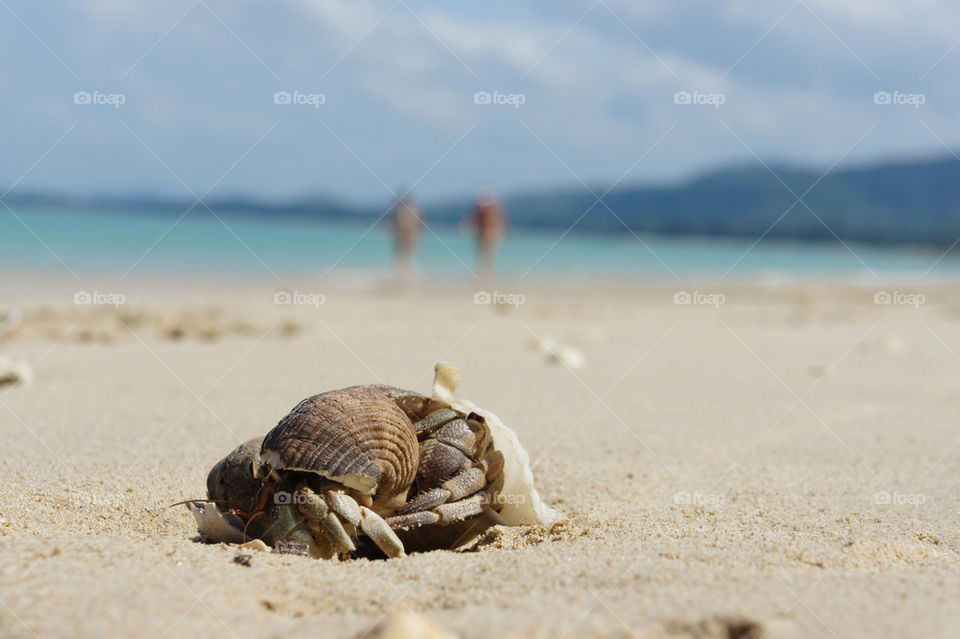 beach thailand snail shell by kamrern