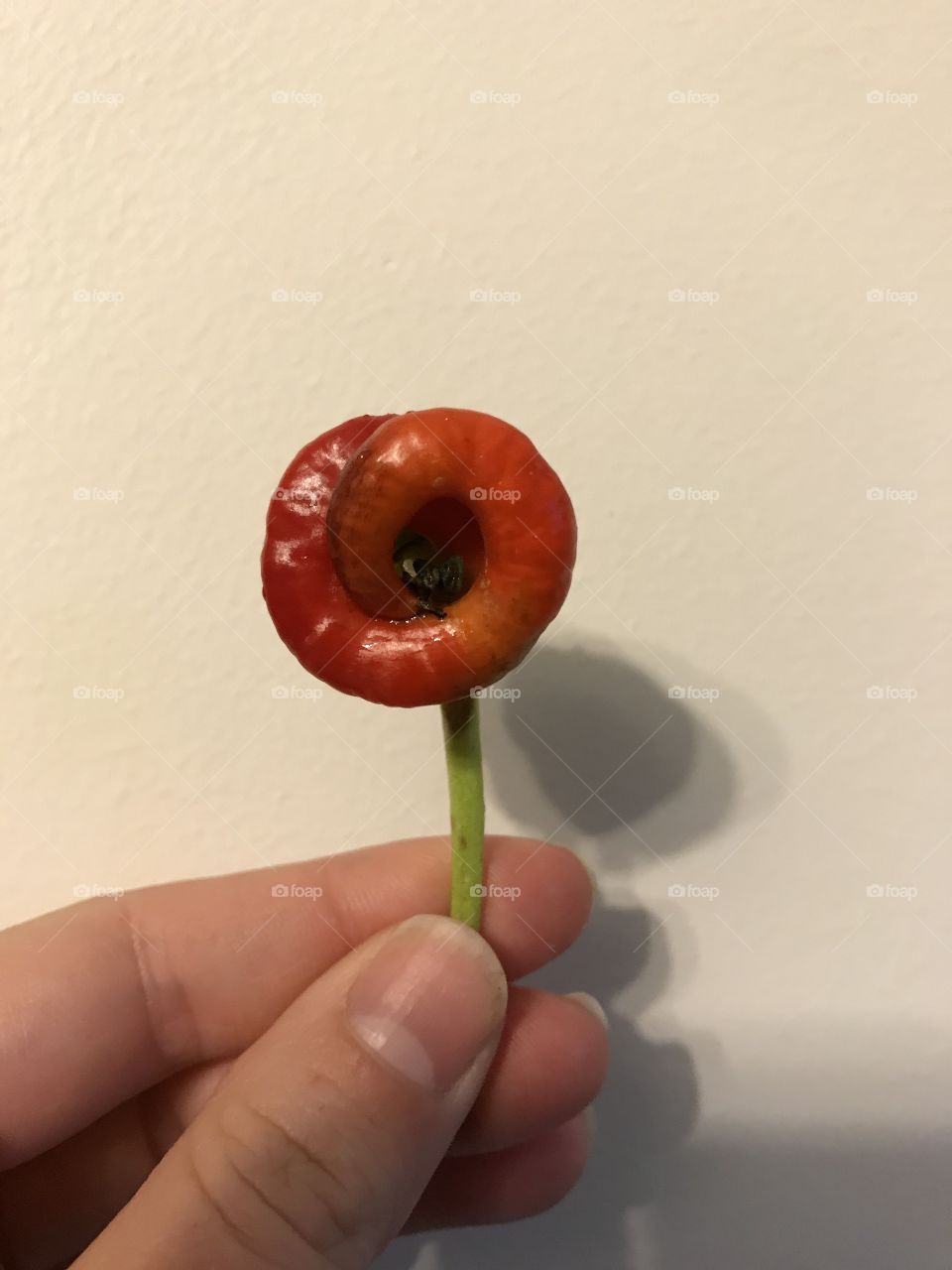 a curly red cayenne pepper, grown with love, and looking rather like a bit of a poppy!