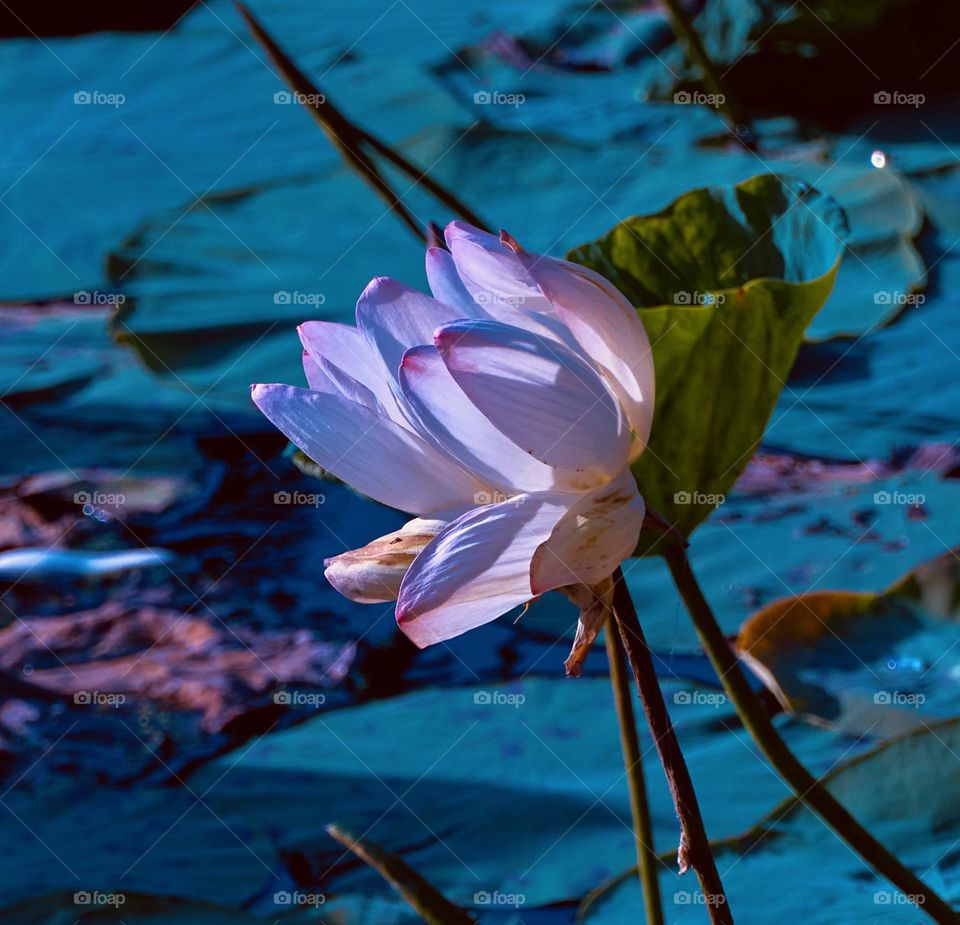 Lotus flower - Natural Pond - Wild 