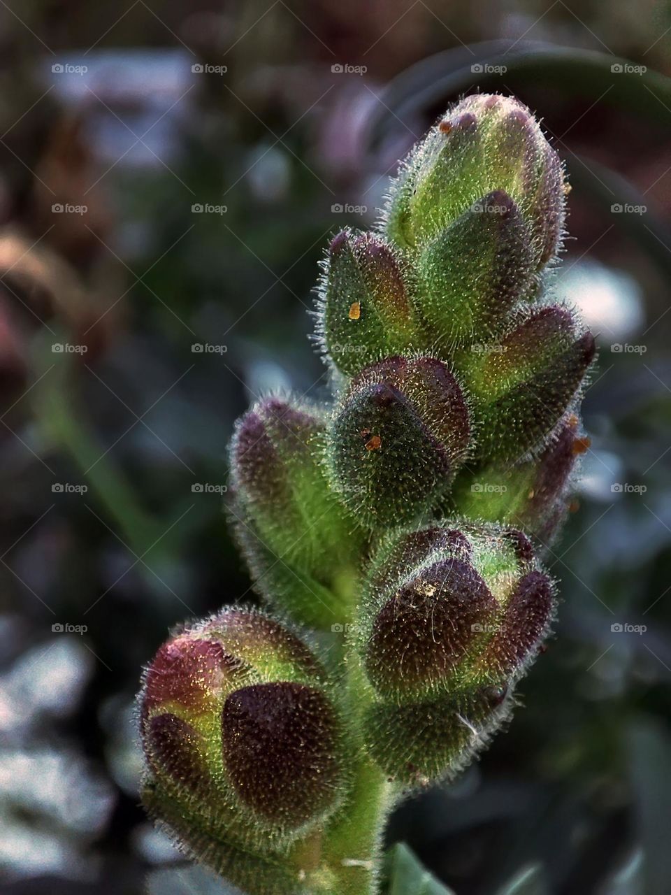 Macro photo of a flower growing in the garden