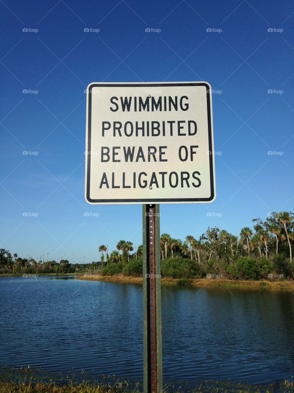 Gator Danger. Bike ride along the lake