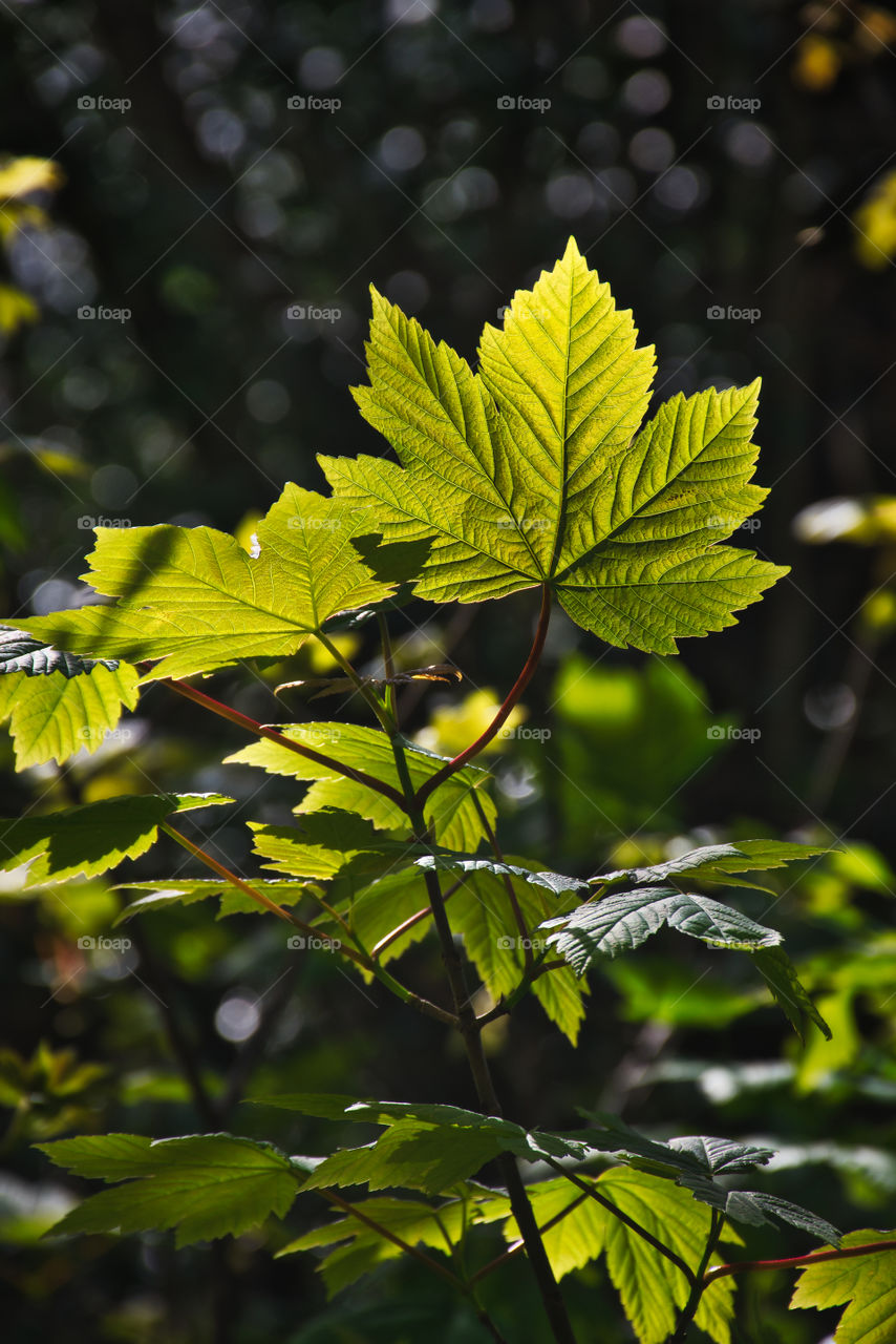 Portrait of a plant