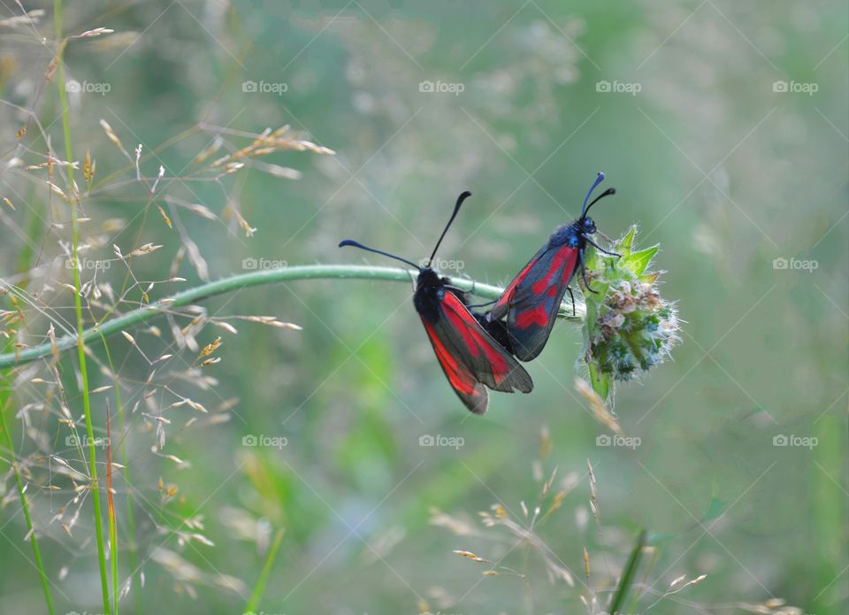two beetle butterflies love in the green grass summer nature