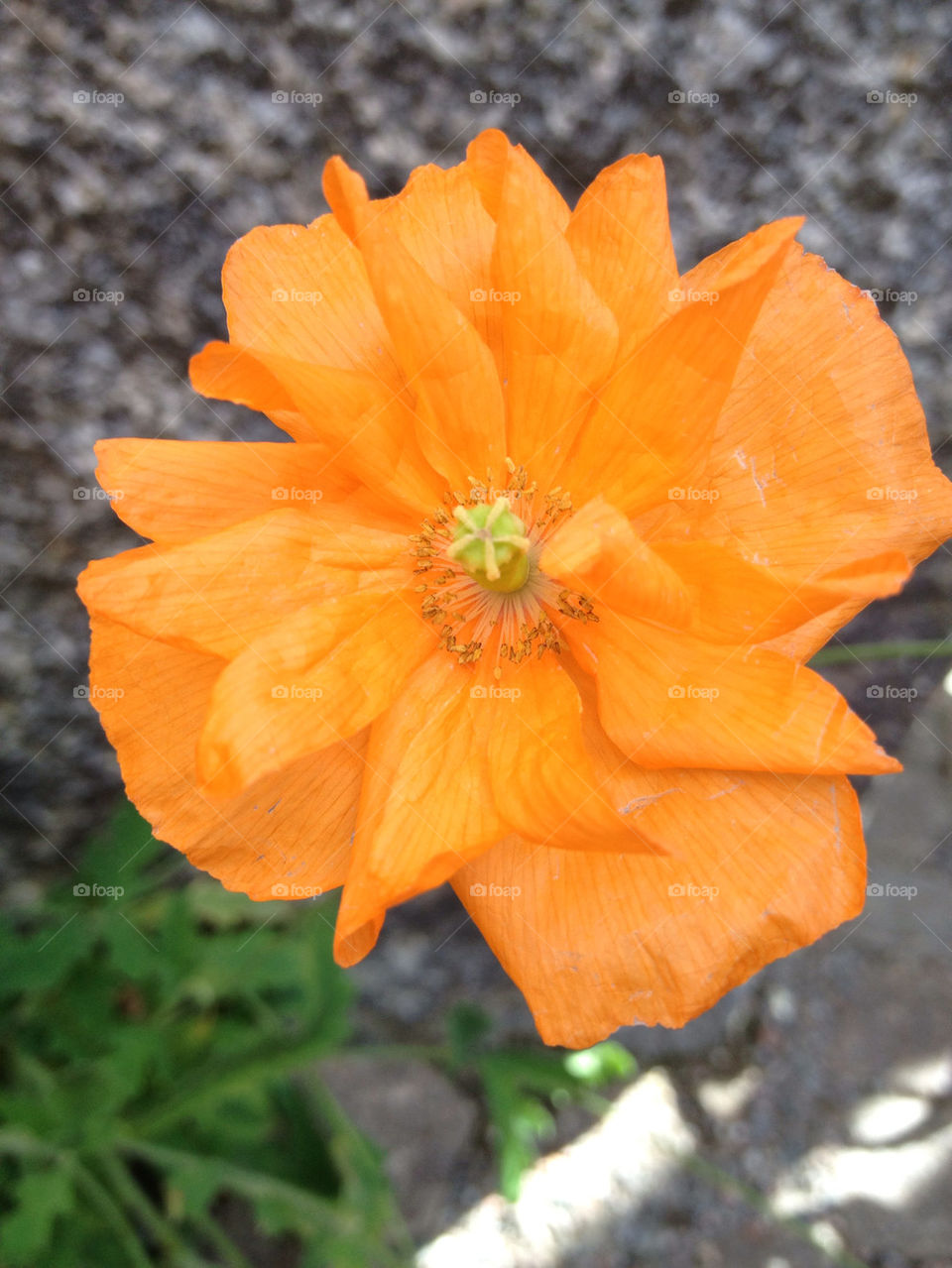 garden flower orange blossom by carina71