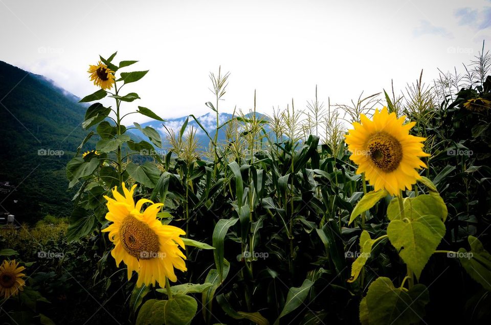 Sunflowers