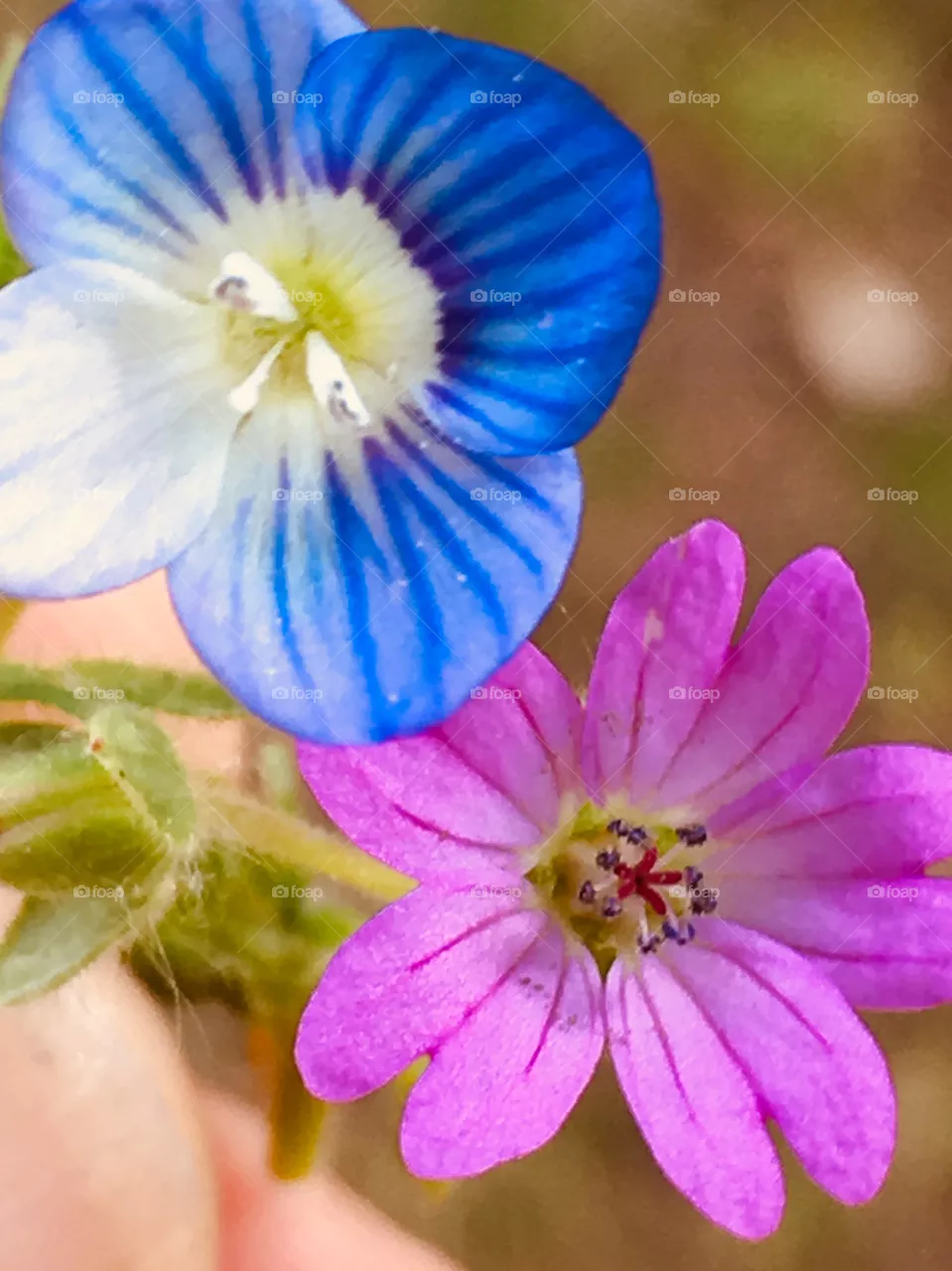 Colours 