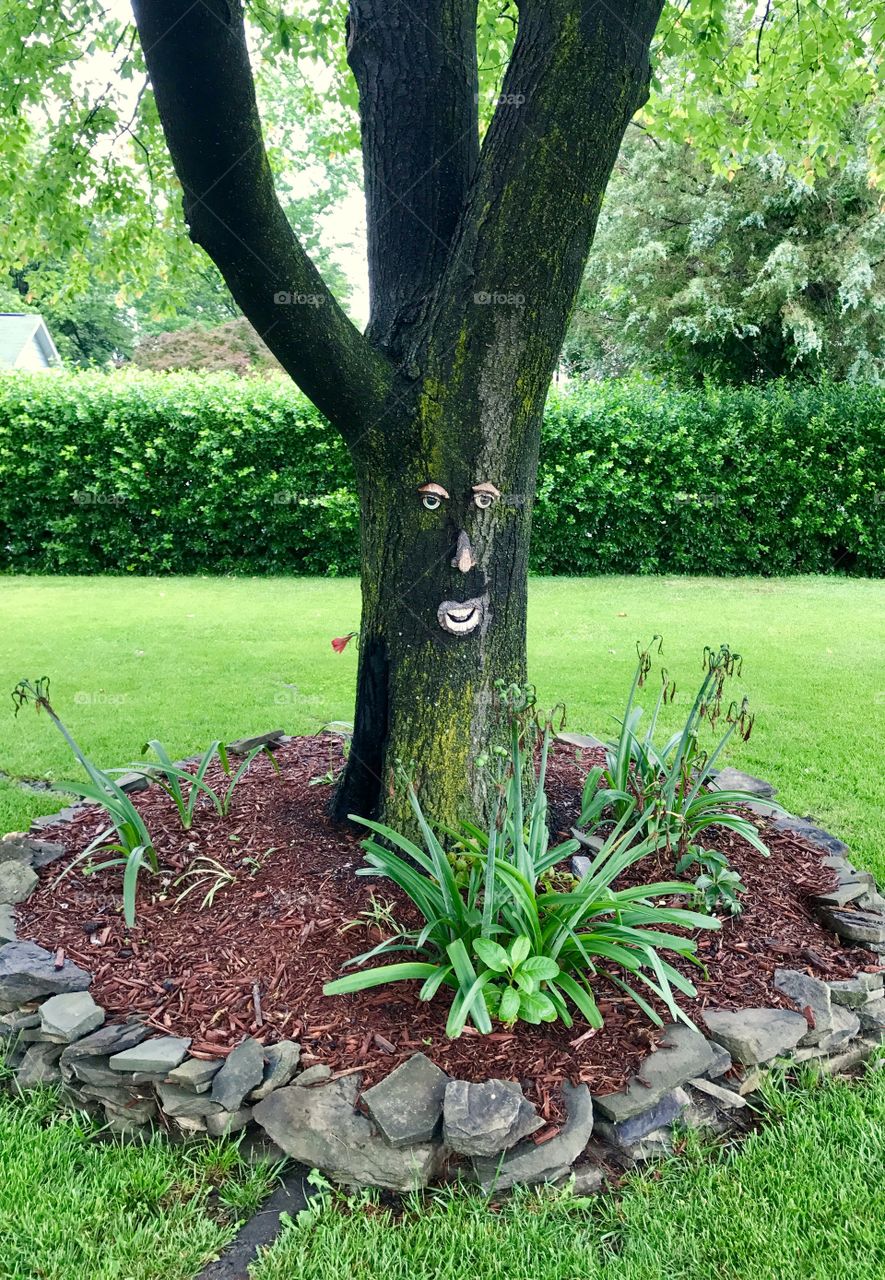 Tree with Face