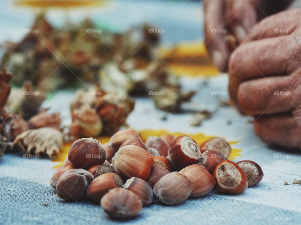 Harvesting wild hazelnuts