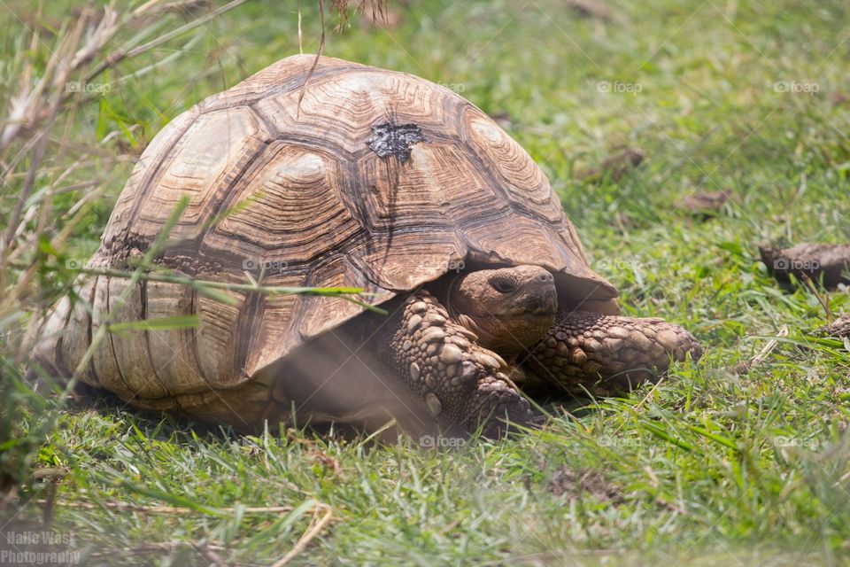 Tortoise 