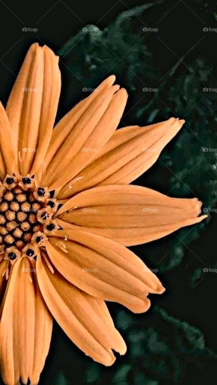 most beautiful and attractive flowers in the garden.