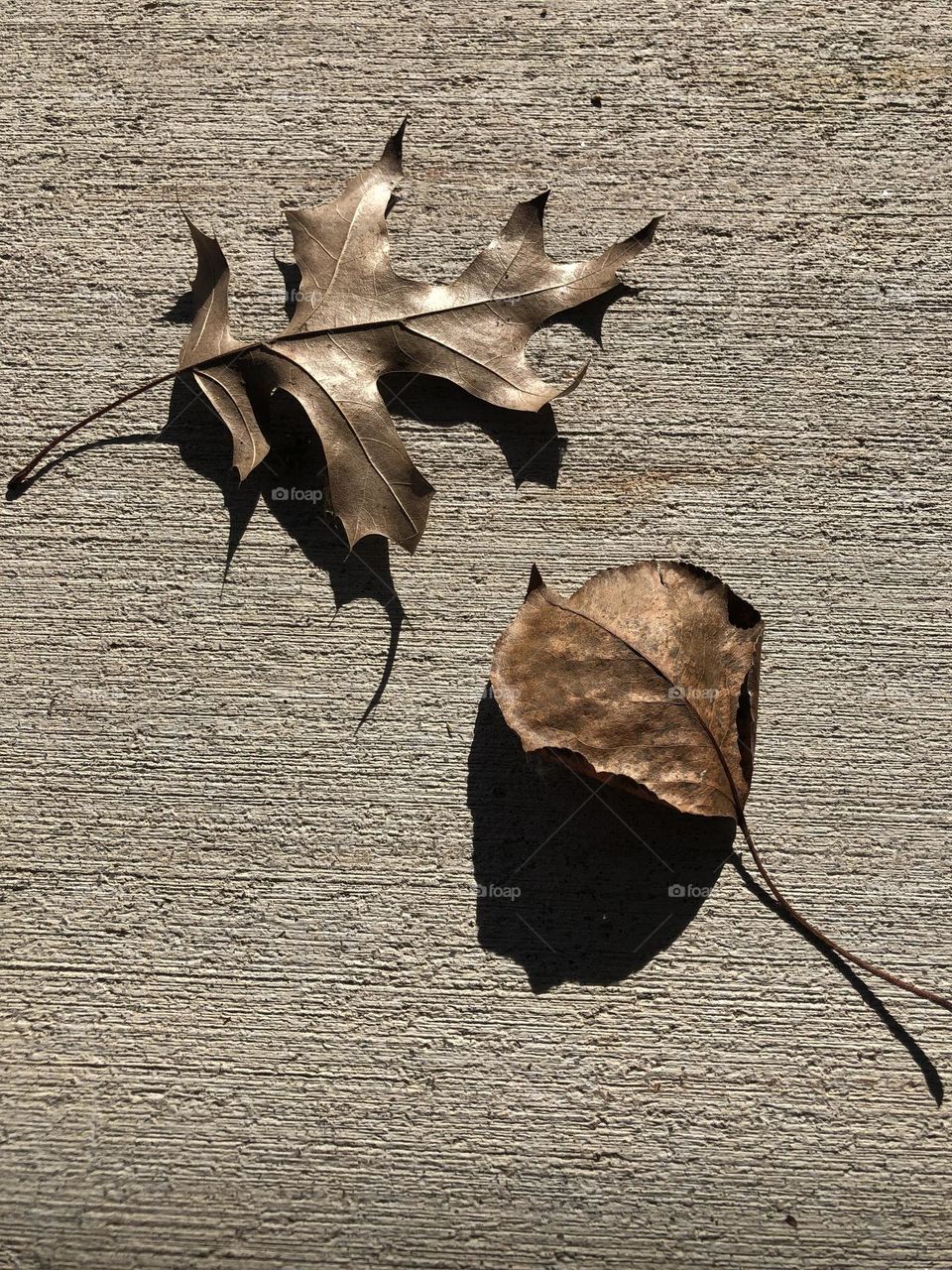 Fall Leaves on the porch