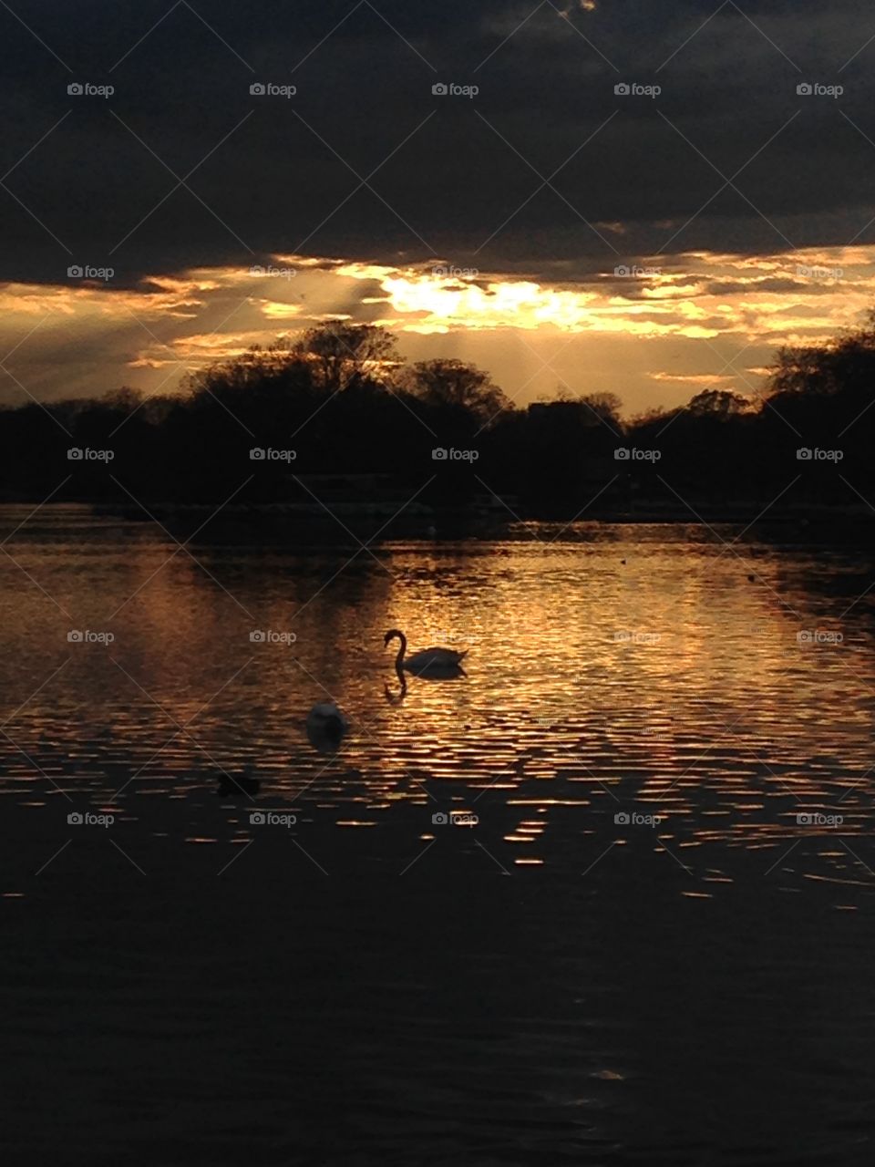 Sunset swan