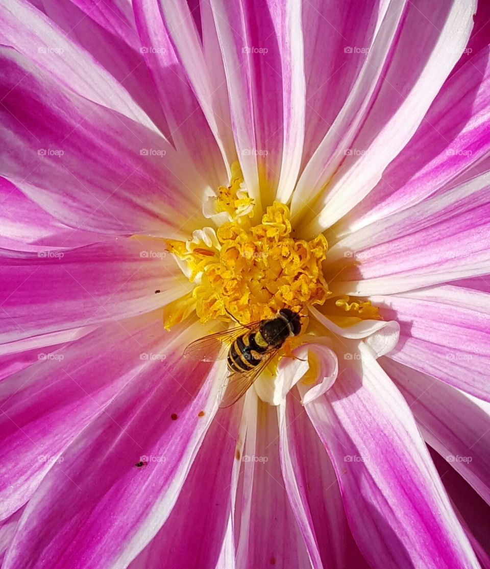 wasp in flower